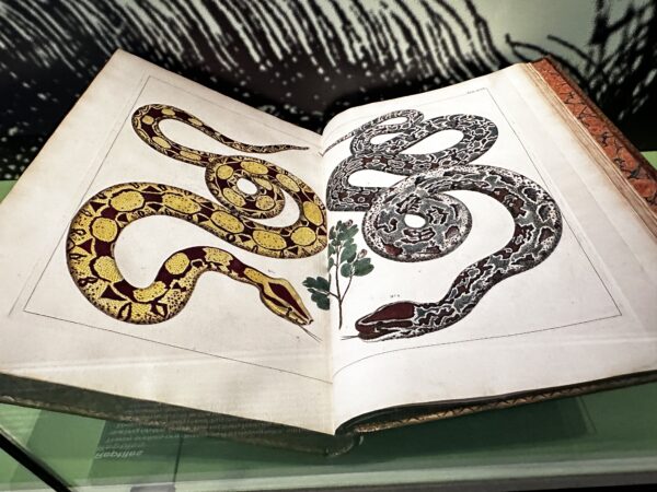 Antico-manoscritto-con-serpenti.-Foto-di-Vittoria-Bacchi