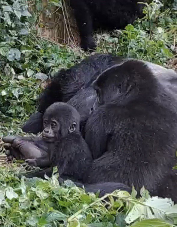 Gorilla di montagna-della foresta ugandese di Bwindi